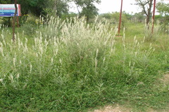 Aerva javanica